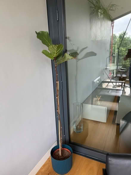 Photo of free Plants (Southwalk SE1) #3