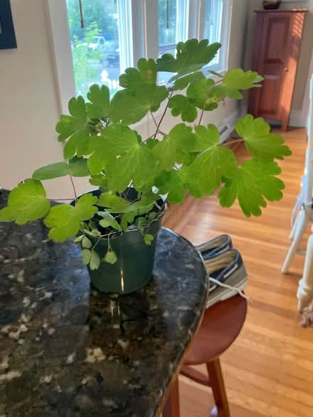 Photo of free Columbine (Havertown) #1
