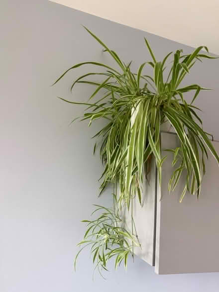 Photo of free Plants (Southwalk SE1) #2
