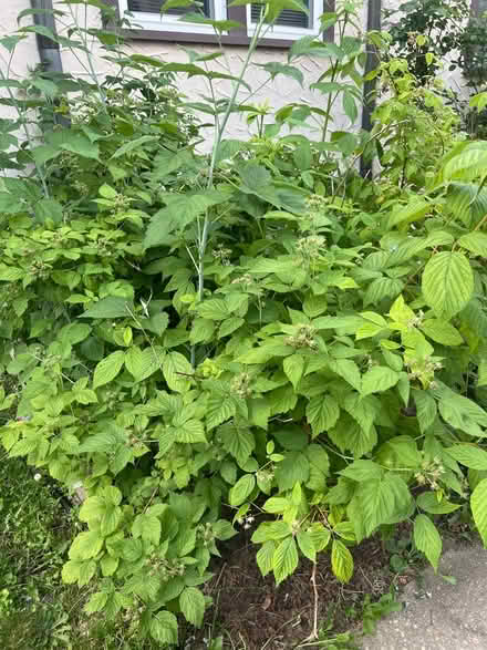 Photo of free Raspberry Bushes (West Hempstead, NY) #1