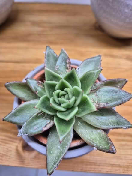 Photo of free Indoor plants (Tytherington SK10) #4
