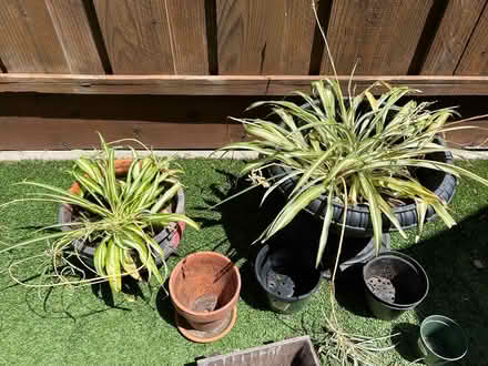 Photo of free Plants and pots (Sunnyvale) #1