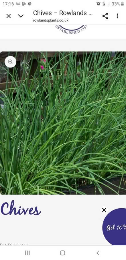 Photo of Chive plant (Preston PR5 5a) #1