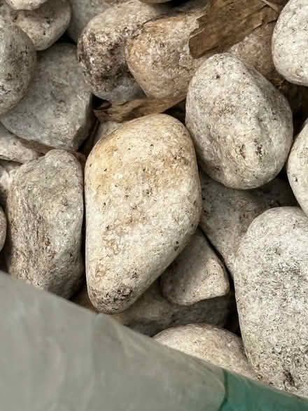 Photo of free White pebbles (Hesketh Bank PR4) #3