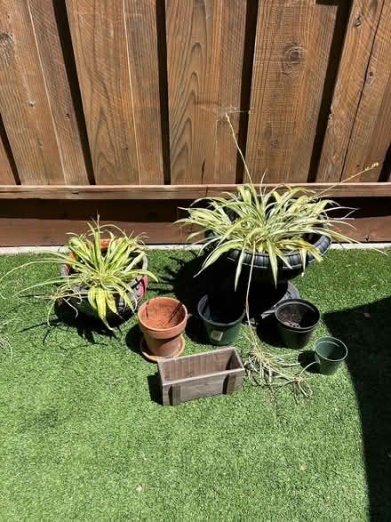 Photo of free Plants and pots (Sunnyvale) #2