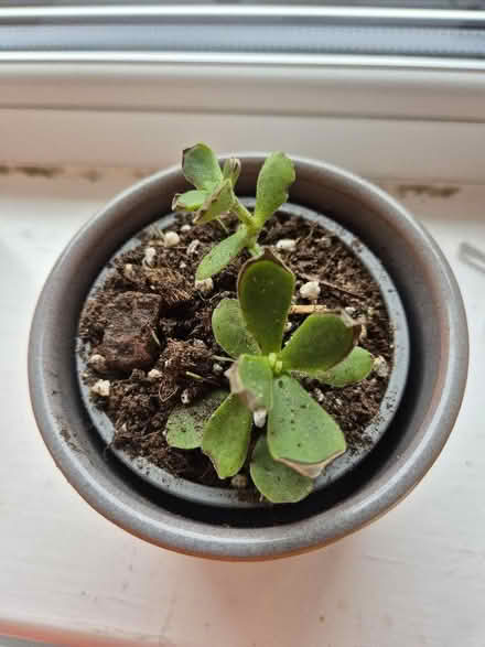 Photo of free Indoor plants (Tytherington SK10) #3