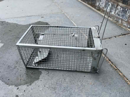 Photo of free Humane rat trap x 2 (Bignall End ST7) #1