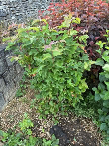 Photo of free Multiple mature shrubs and a tree (Inchbrook GL6) #2