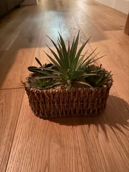 Photo of free Faux plant (Wood Green N22) #1