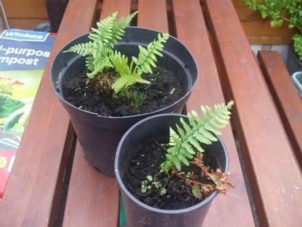 Photo of free Ferns (Stretford M32) #1