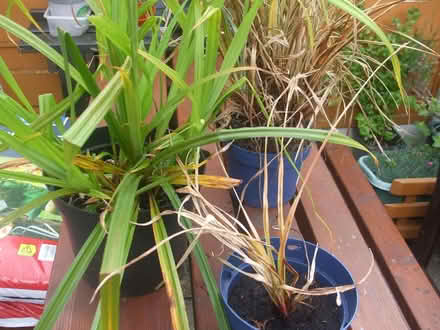 Photo of free Tall decorative grasses (Stretford M32) #1