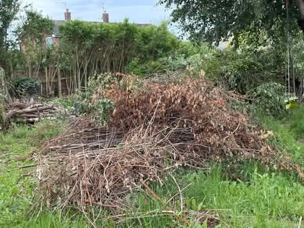 Photo of free Wood from trees, log burner đ„ (Longton PR4) #1