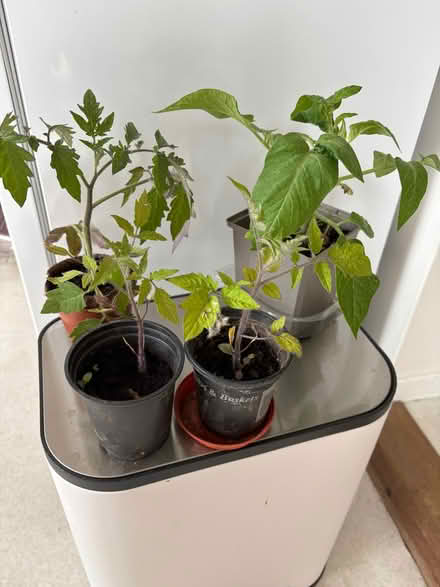 Photo of free Tomato Plants (Bexleyheath DA6) #1