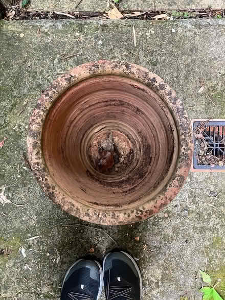 Photo of free Terracotta plant pots (x2) (CR8) #4