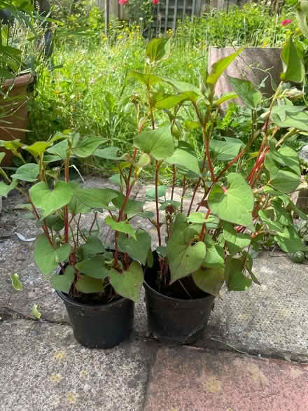 Photo of free Garden plants (Morecambe LA4) #1