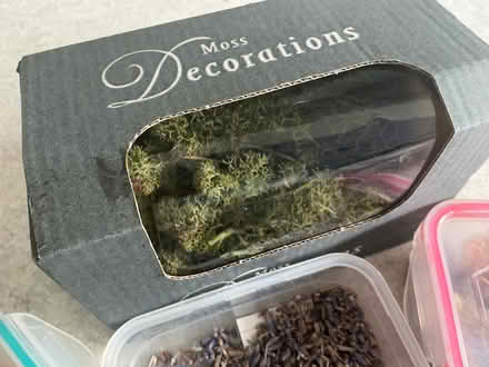 Photo of free Dried flowers/plants/moss small covered tubs (Ballyfinaghy BT10) #3
