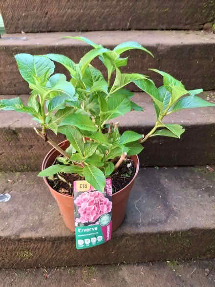 Photo of free Garden plants. (Penrith CA11) #1