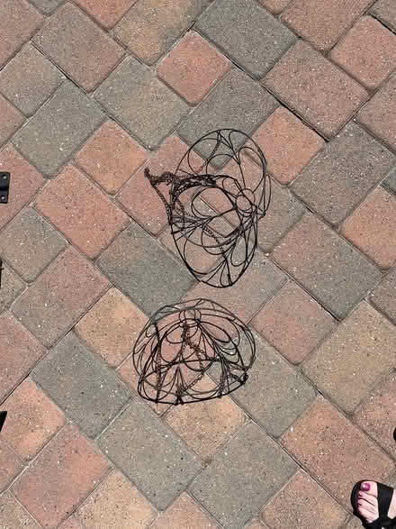 Photo of free Two hanging baskets (Prospect and Titus Saratoga) #1