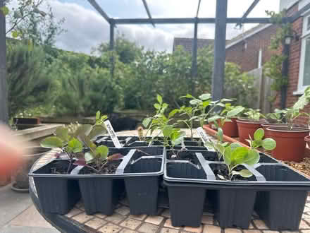 Photo of free Veg plants (Lower Island CT5) #1