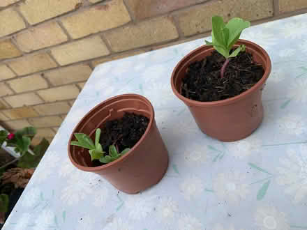 Photo of free Few small cosmos plants (Mount Pleasant SY1) #2
