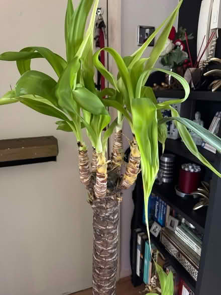 Photo of free Yucca plant (SE8 Deptford) #2