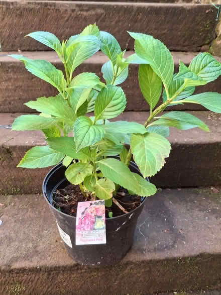Photo of free Garden plants. (Penrith CA11) #2