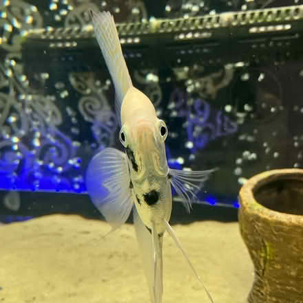 Photo of free Fifty five gallon aquarium setup (People’s crossing area) #1