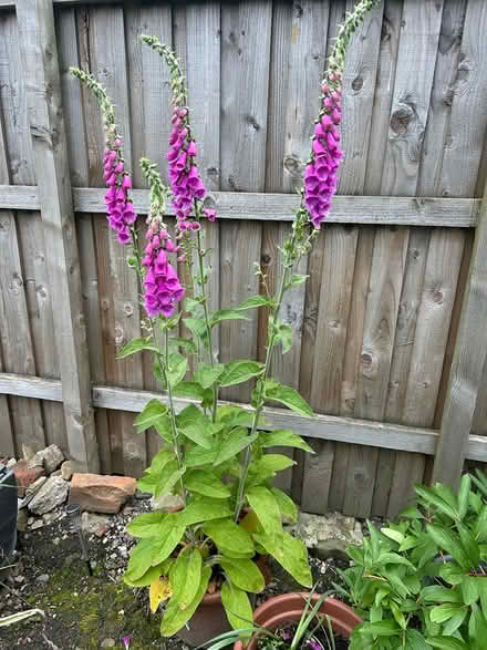 Photo of free Foxglove (Wincobank, S5) #1