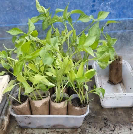 Photo of free peppers (Twyford RG10) #1