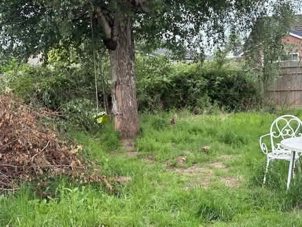 Photo of free Wood from trees, log burner đ„ (Longton PR4) #2