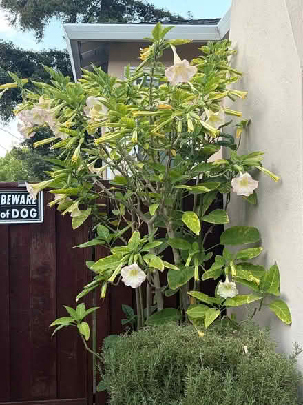 Photo of free Rooted cuttings from Angel Trumpet (San Carlos-El Camino near Hull) #2