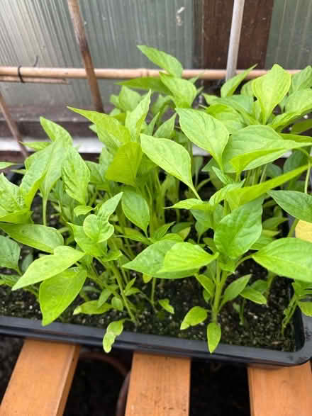 Photo of free Small Pepper Plants (Leith EH6) #1