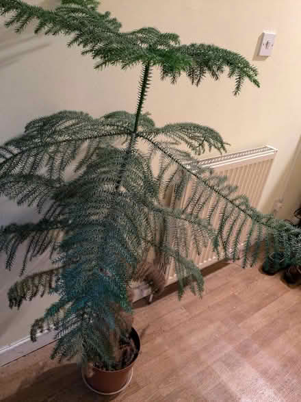 Photo of free Norfolk Island pine houseplant (Moseley, Birmingham, B13) #1