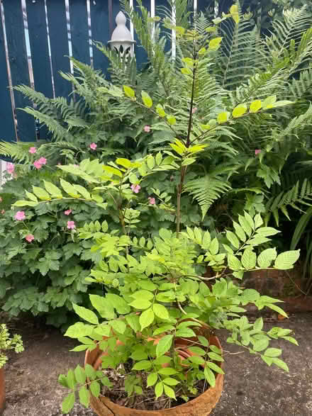 Photo of free Tree (Carrick Knowe EH12) #1