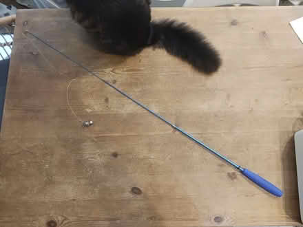 Photo of free Cat toy (Harringay, N4) #1