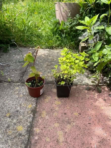 Photo of free Garden plants (Morecambe LA4) #2