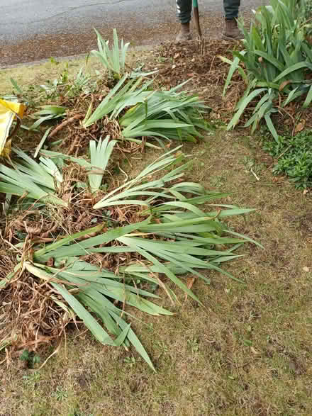 Photo of free Iris plants (Felden HP3) #1