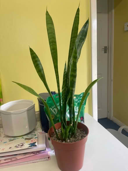 Photo of free 2 Houseplants (Southdown BA2) #1