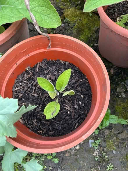 Photo of free Foxglove (Wincobank, S5) #3