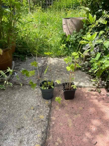 Photo of free Garden plants (Morecambe LA4) #4
