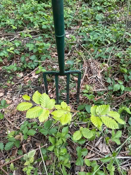 Photo of free Beech sapling (Sanderstead) #1