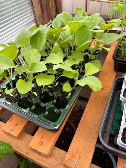 Photo of free Small Aubergine plants (Leith EH6) #1