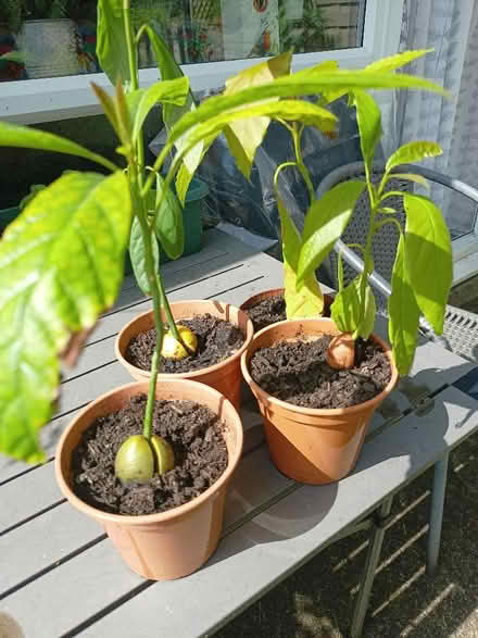 Photo of free Avocado plants (Wray LA2) #1