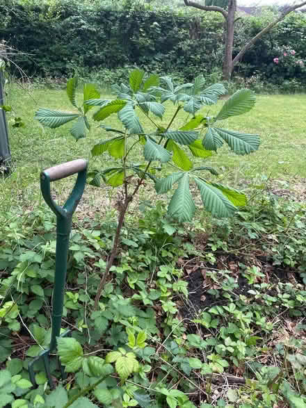 Photo of free Small horse chestnut tree (Sanderstead) #1