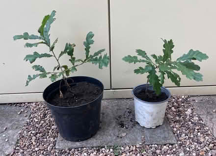 Photo of free 2 x young oak trees (West Bridgford NG2) #1