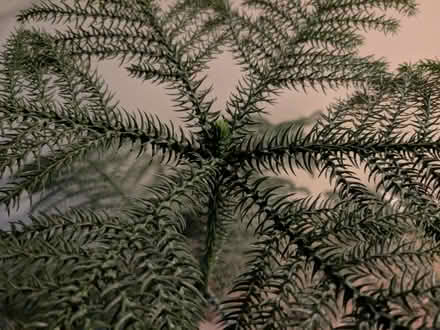 Photo of free Norfolk Island pine houseplant (Moseley, Birmingham, B13) #2