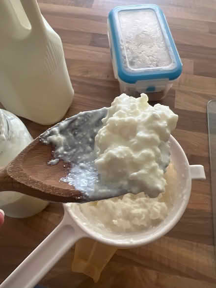 Photo of free Kefir grains (Stanway, CO3) #1
