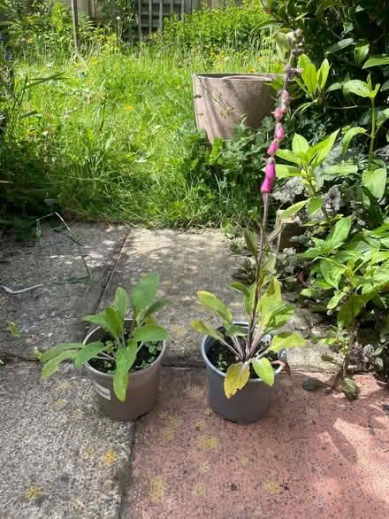 Photo of free Garden plants (Morecambe LA4) #3