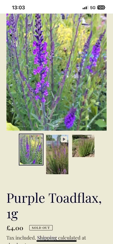 Photo of free Purple Toadflax (Wincobank, S5) #1