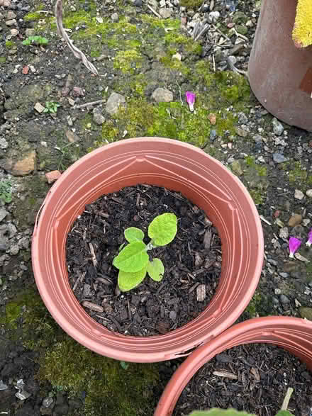 Photo of free Foxglove (Wincobank, S5) #2